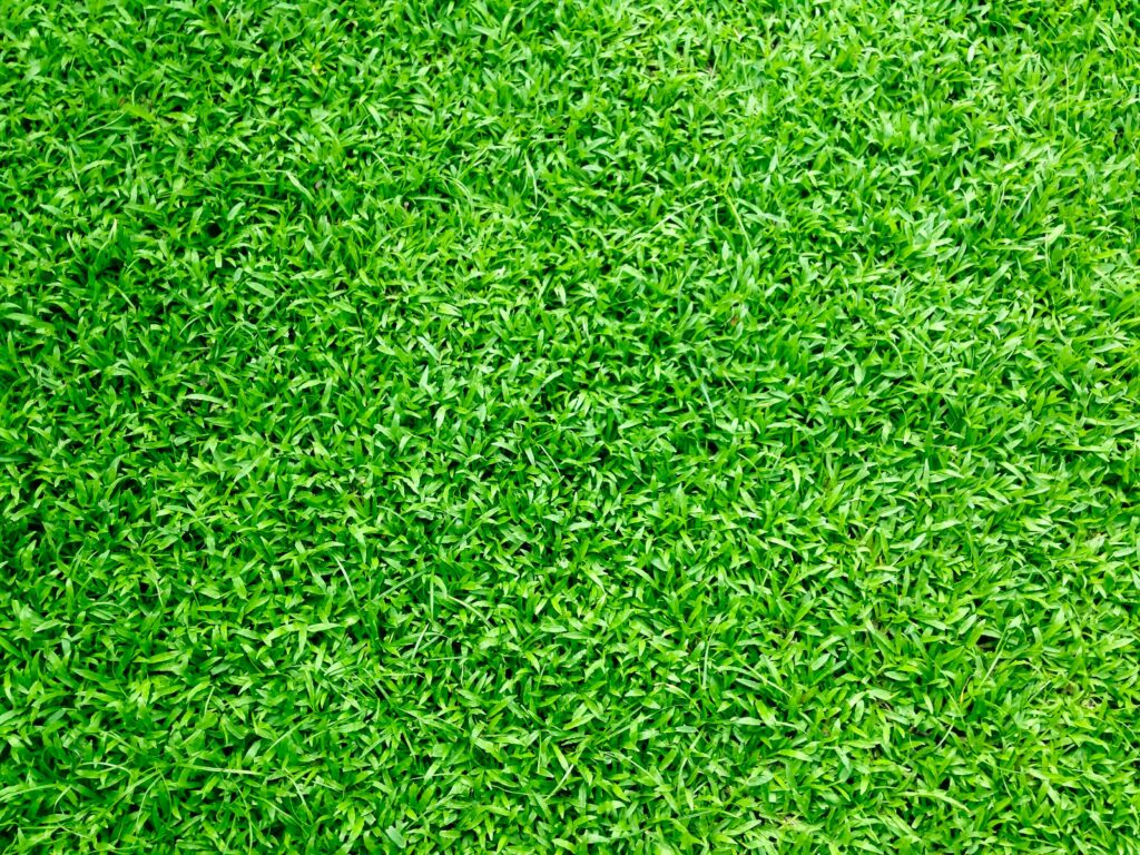 Vibrant green grass close-up, perfect for background or texture use in outdoor themes.